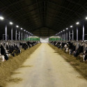 Stallhaltung mit ATEX LED Strahler 20W