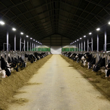 Stallhaltung mit ATEX LED Strahler 20W